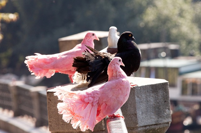 NBA战报：阿门31分，火箭117-98轻取太阳